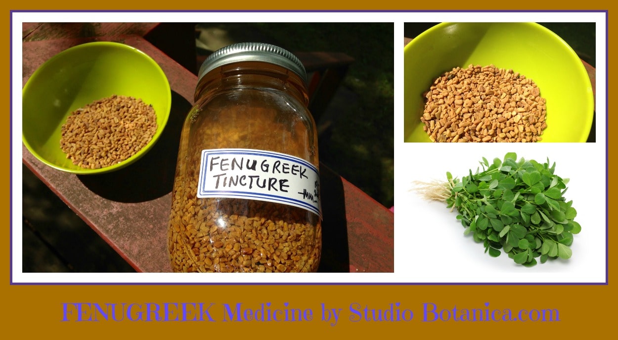 Fenugreek Medicine SuperStar Surprise herbal remedy. Studio Botanica