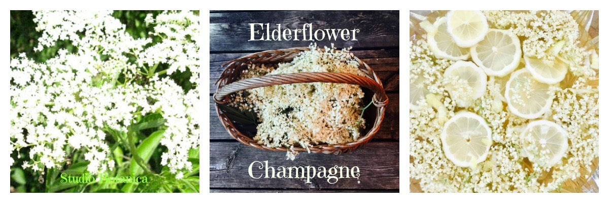 Elderflower Fizz aka Elderflower Champagne - Studio Botanica