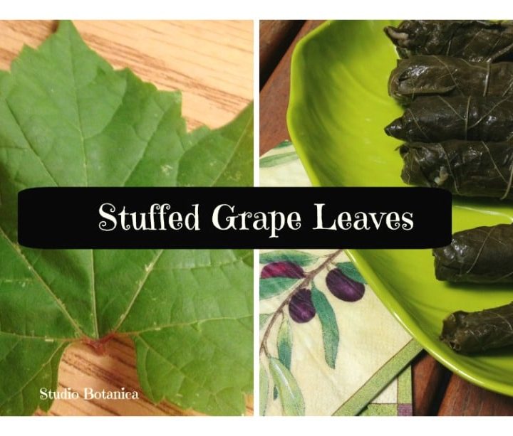 Stuffed Grape Leaves