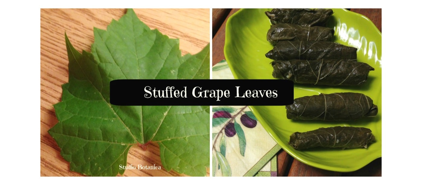 Easy Aromatic Stuffed Grape Leaves recipe Studio Botanica
