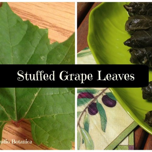 Easy Aromatic Stuffed Grape Leaves recipe Studio Botanica