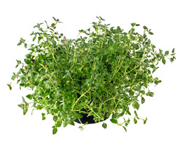 Thyme for hacking cough