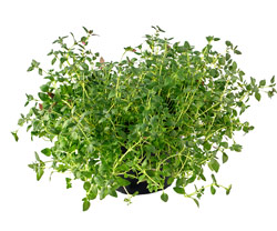 Thyme Medicine