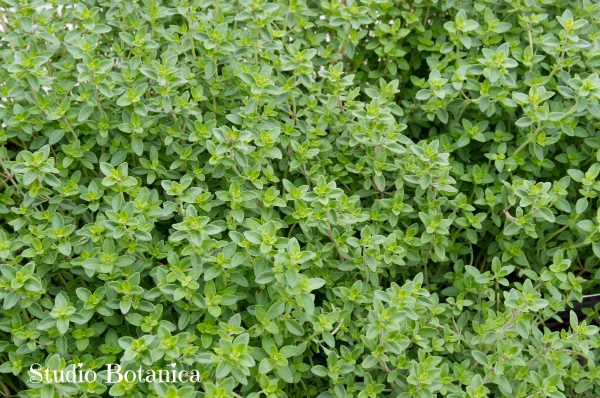 Thyme Medicine powerful herbal ally Studio Botanica