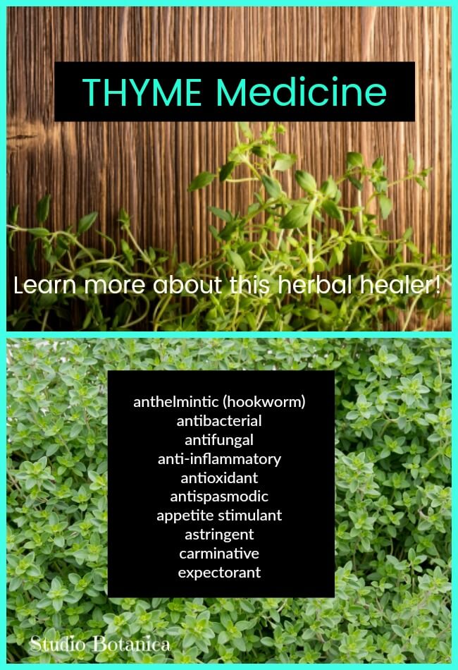 Thyme Medicine