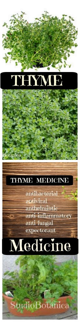 Thyme Medcine