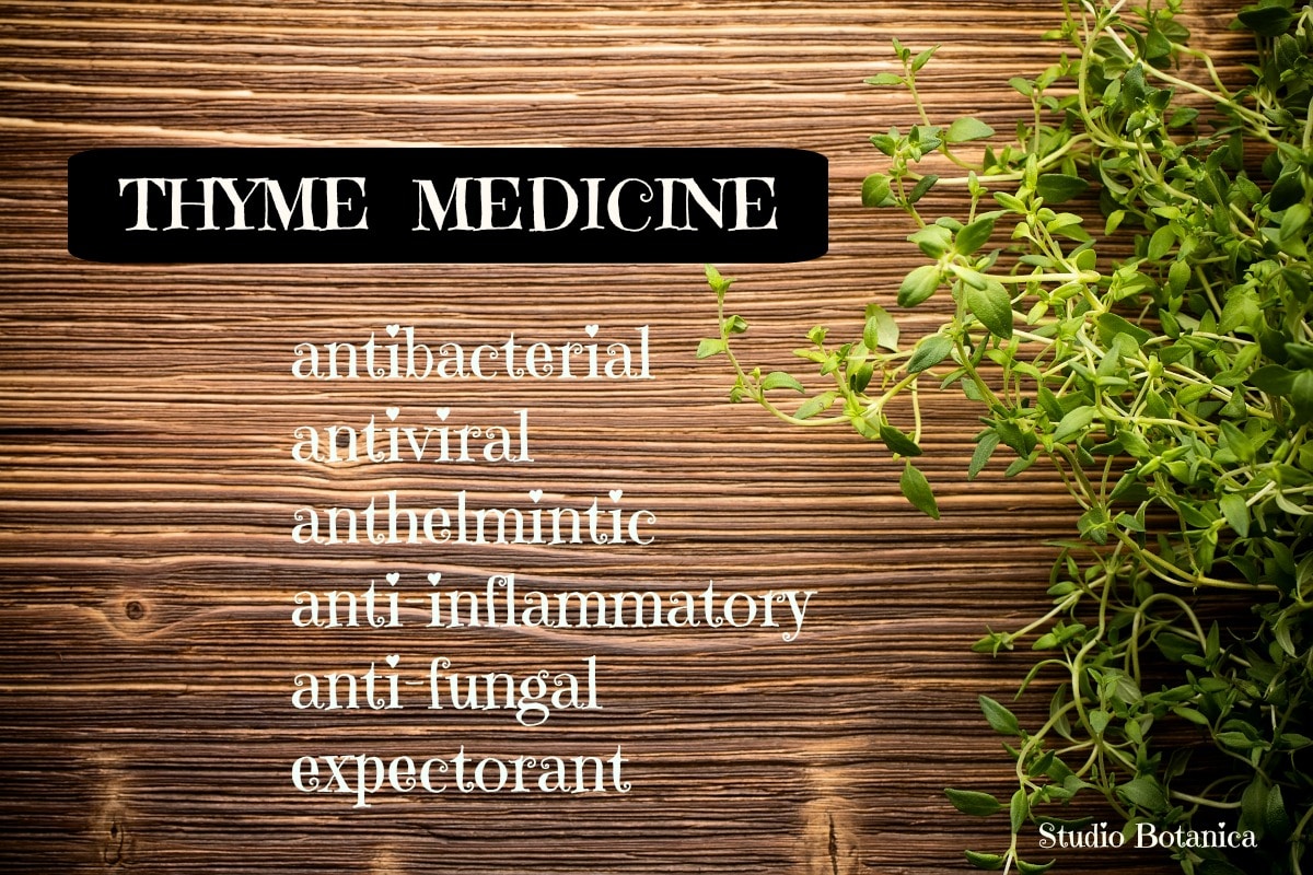 Thyme Medicine powerful herbal ally Studio Botanica