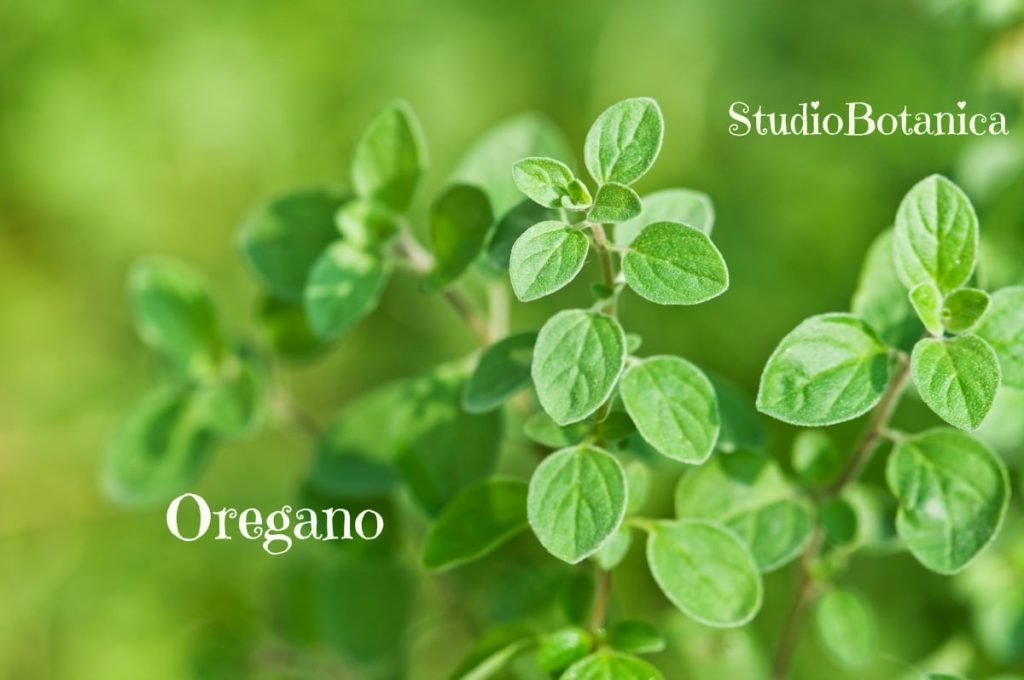 Oregano Coronavirus and herbs