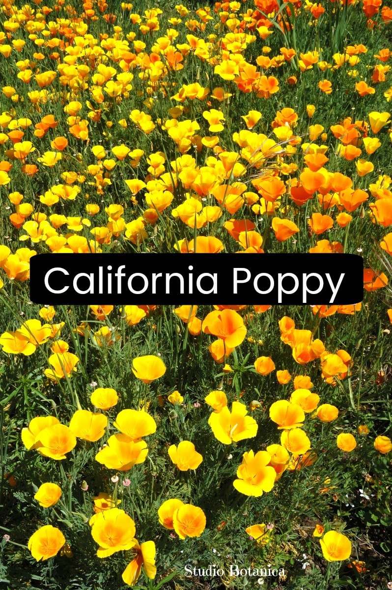 California Poppy medicine