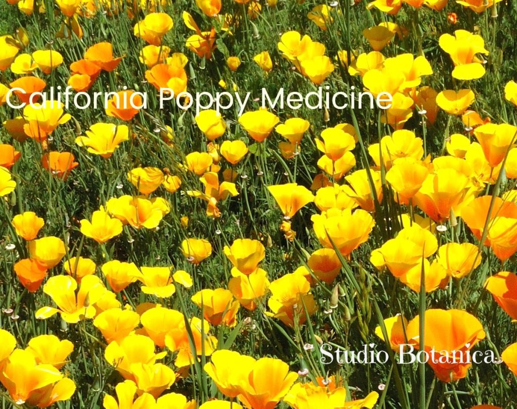 California Poppy medicine