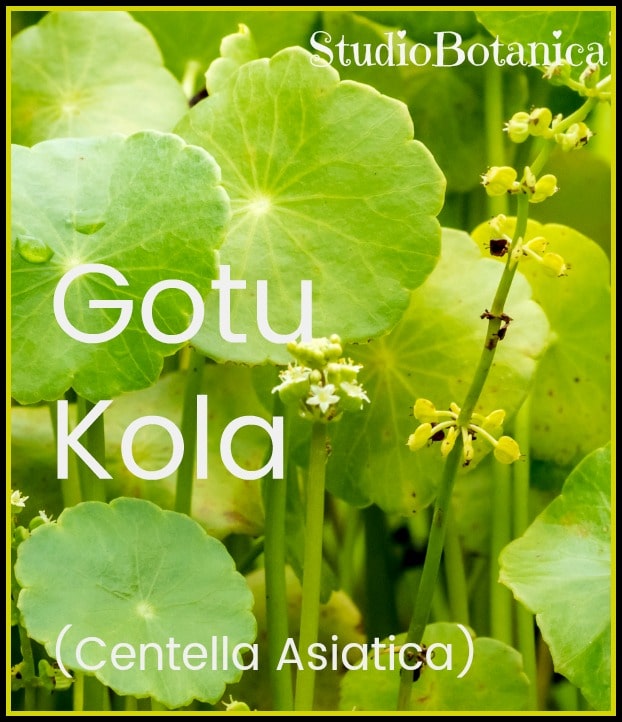 Gotu Kola leaves support brain health