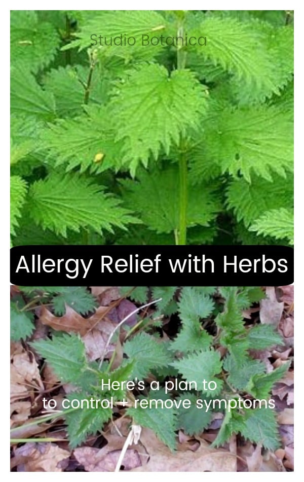 Allergy Relief with Herbs