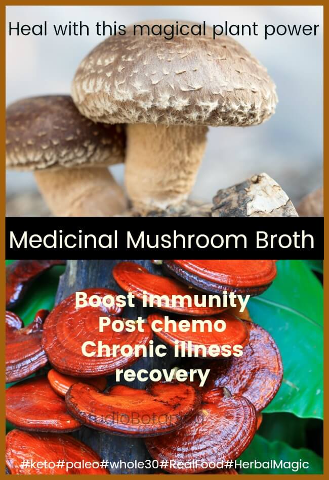 Medicinal Mushrooms Broth