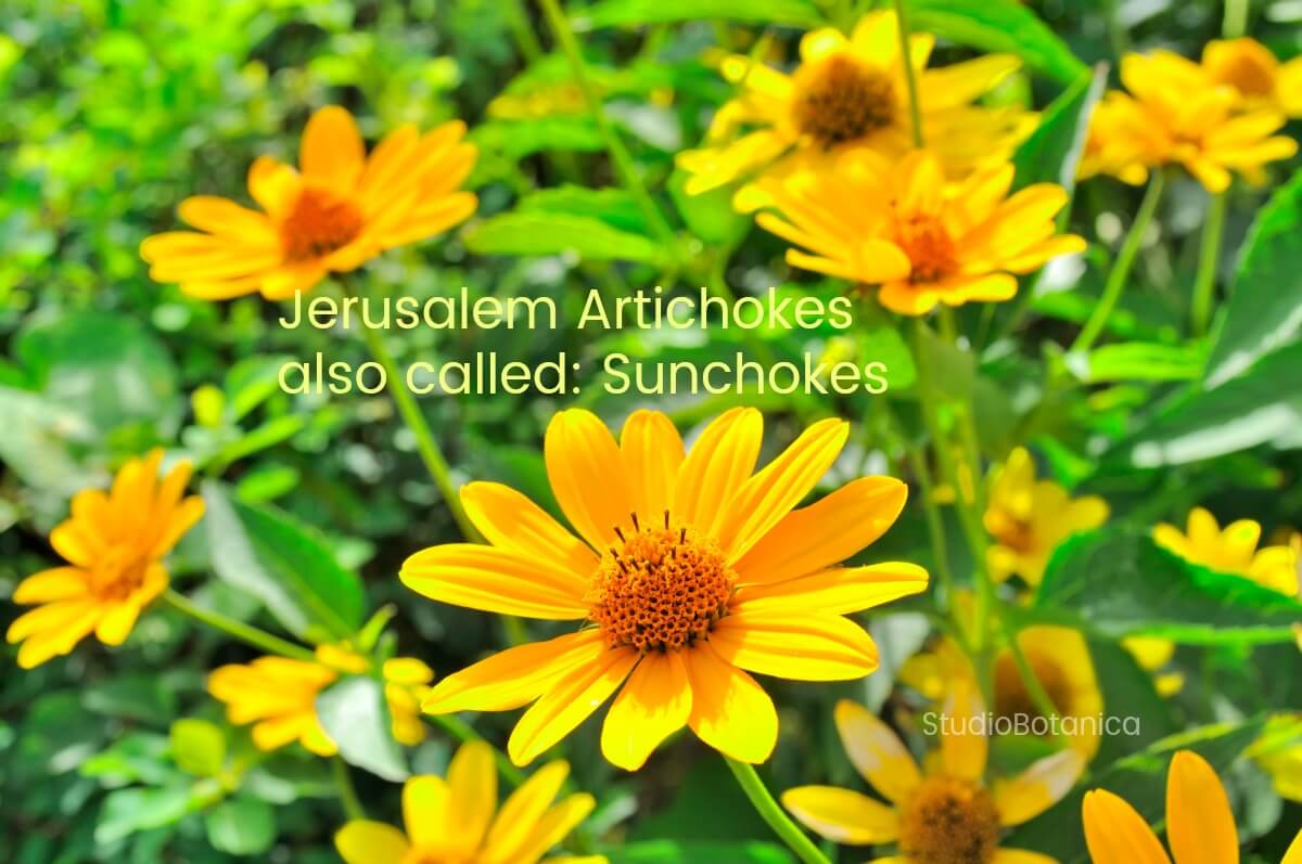 Jerusalem artichokes health benefits + scrumptious recipe ideas