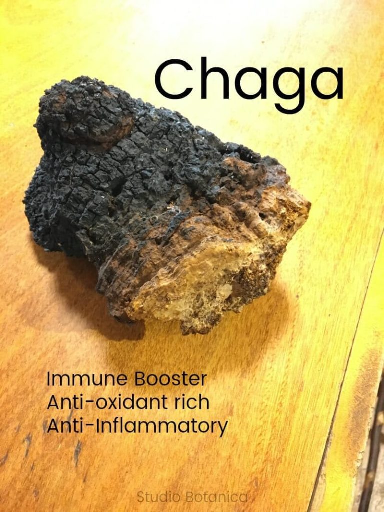 Chaga mushrooms and coronavirus and herbs