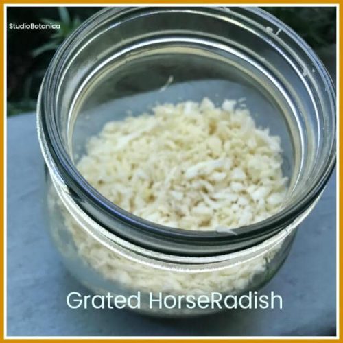 Horseradish for Sinus Issues + other natural solutions Studio Botanica