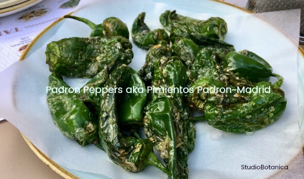 Padron Peppers Madrid