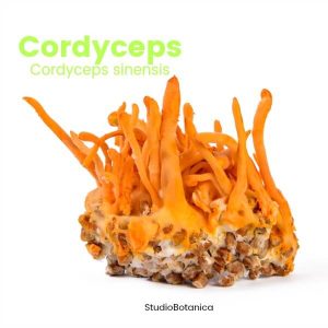 coronavirus and herbs can include cordyceps