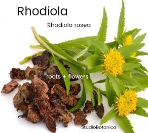 Rhodiola adaptogenic star