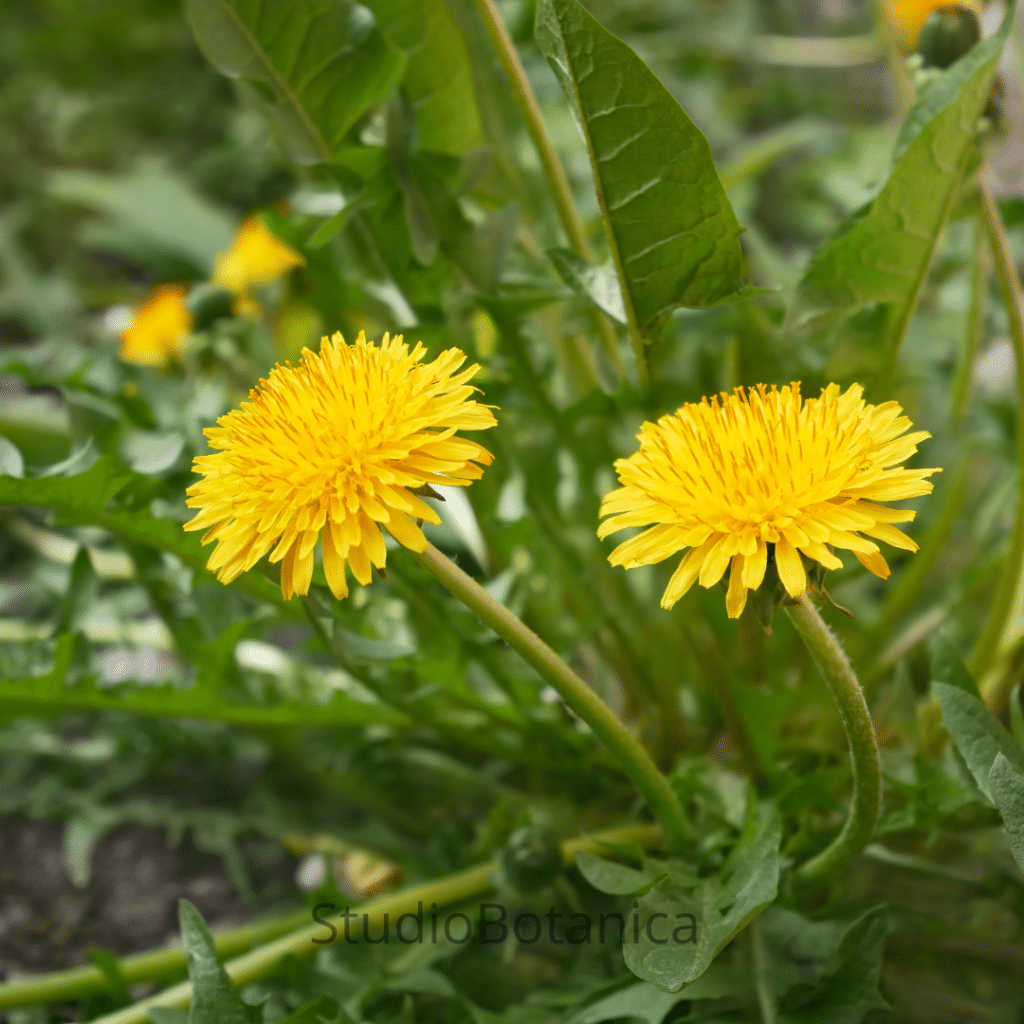 Dandelion Vitamin C Wild Food