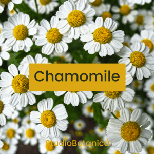 Chamomile sq