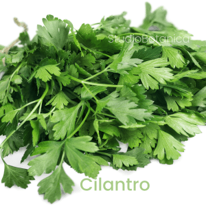 Cilantro