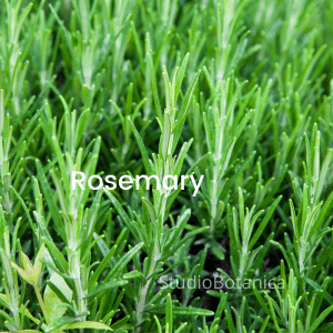 Rosemary