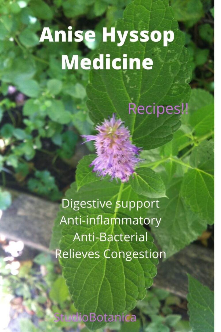 Anise Hyssop Medicine + fragrant herbal projects Studio Botanica