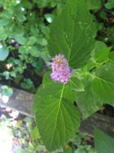 Anise Hyssop