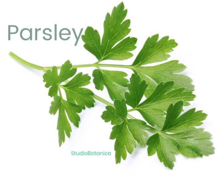 Parsley Recipes Parsley Medicine is so much more than a garnish