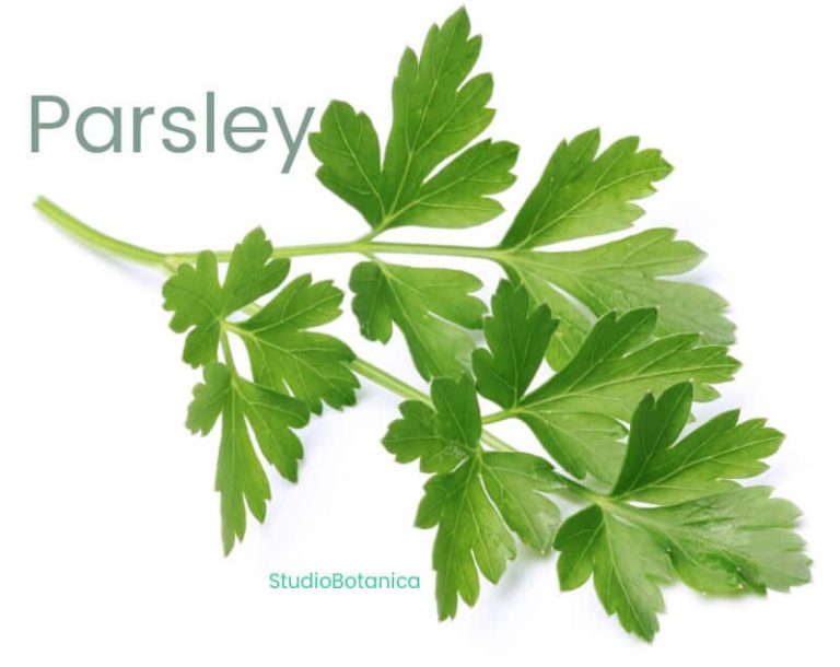 Parsley Recipes Parsley Medicine is so much more than a garnish
