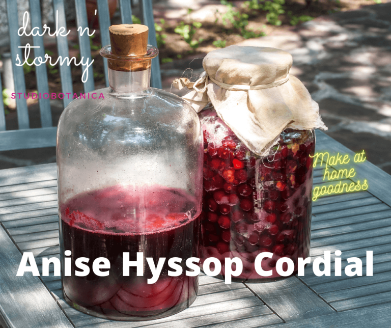 Anise Hyssop Cordial recipe ~ Deep n' Dark n' Delicious! - Studio Botanica