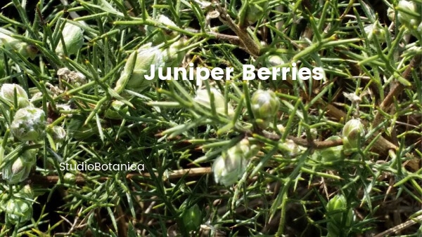 Juniper Berry Marinade, Rub, Syrup, Kapusta, Compote - Studio Botanica
