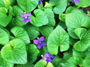 Violet leaves are a super ingredient in wild pesto