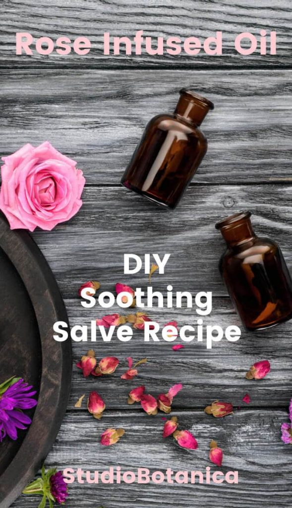 Rose Infused Oil and Soothing Salve recipe