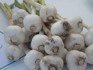 winter herbal remedy ~ that's garlic!
