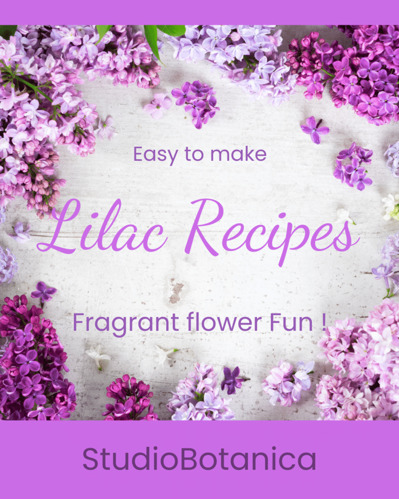 Lilac Recipes