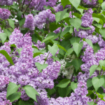 Lilac Honey LIlac Recipes