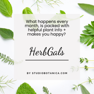 HerbGals monthly group December is CLOVES in our Spiced Chai Syrup recipe