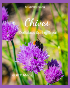 Chives Benefits