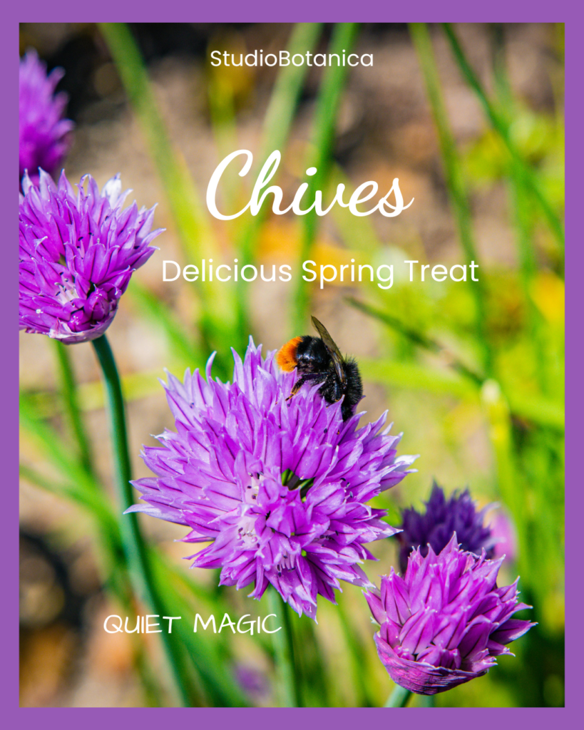 Chives Benefits