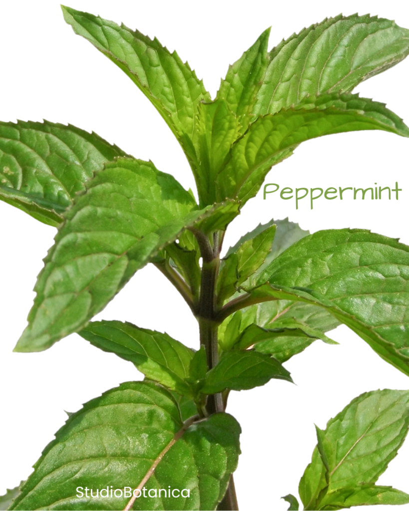 Peppermint Benefits - close up