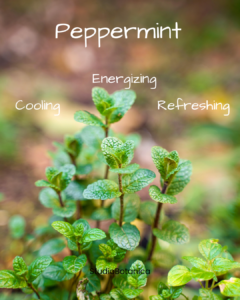 Peppermint