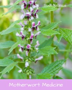 Motherwort Medicine