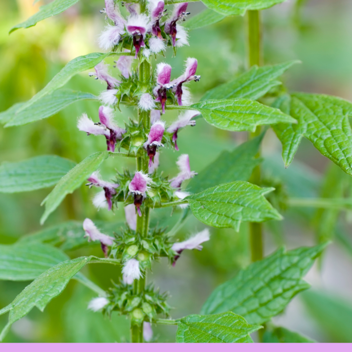 Motherwort Medicine