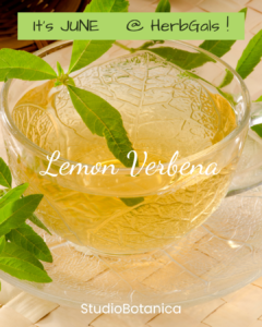 Lemon Verbena makes a wonderful Herbal iced tea recipes