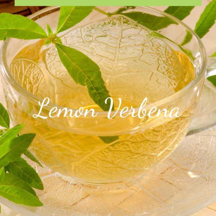 Lemon Verbena makes a wonderful Herbal iced tea recipes