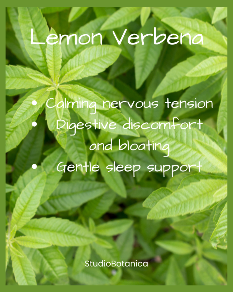 Lemon Verbena Benefits